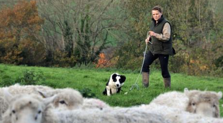 will sheep dogs return for post peak oil farming